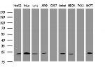 VBP1 Antibody in Western Blot (WB)