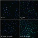 CD106 (VCAM-1) Antibody in Immunocytochemistry (ICC/IF)