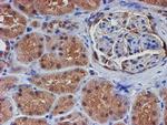 VCAM1 Antibody in Immunohistochemistry (Paraffin) (IHC (P))