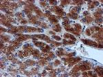 VCAM1 Antibody in Immunohistochemistry (Paraffin) (IHC (P))