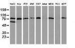 VCAM1 Antibody in Western Blot (WB)