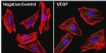 VEGF Antibody in Immunocytochemistry (ICC/IF)