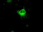 VEGF Antibody in Immunocytochemistry (ICC/IF)