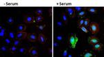 VEGF Antibody in Immunocytochemistry (ICC/IF)