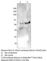 VGluT1 Antibody in Western Blot (WB)