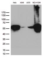 VIM Antibody in Western Blot (WB)