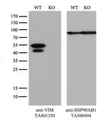 VIM Antibody in Western Blot (WB)