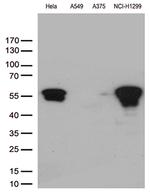 VIM Antibody in Western Blot (WB)