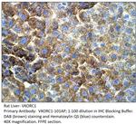 VKORC1 Antibody in Immunohistochemistry (IHC)