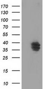 VSIG2 Antibody in Western Blot (WB)