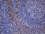 WASL Antibody in Immunohistochemistry (Paraffin) (IHC (P))