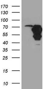 WASL Antibody in Western Blot (WB)