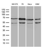 WASL Antibody in Western Blot (WB)