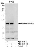 WBP11/NPWBP Antibody in Immunoprecipitation (IP)