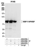 WBP11/NPWBP Antibody in Western Blot (WB)
