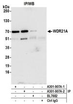 WDR21A Antibody in Western Blot (WB)