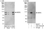 WDR3 Antibody in Western Blot (WB)