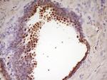 WDR61 Antibody in Immunohistochemistry (Paraffin) (IHC (P))