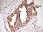 WDR61 Antibody in Immunohistochemistry (Paraffin) (IHC (P))