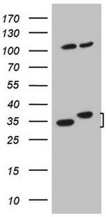 WDR61 Antibody in Western Blot (WB)