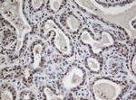 WDR74 Antibody in Immunohistochemistry (Paraffin) (IHC (P))