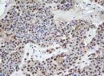 WDR74 Antibody in Immunohistochemistry (Paraffin) (IHC (P))