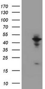 WDR74 Antibody in Western Blot (WB)