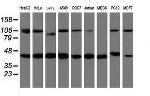 WDR74 Antibody in Western Blot (WB)