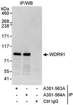 WDR91 Antibody in Immunoprecipitation (IP)