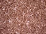 WIBG Antibody in Immunohistochemistry (Paraffin) (IHC (P))