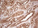 WIBG Antibody in Immunohistochemistry (Paraffin) (IHC (P))