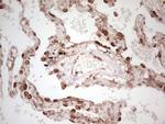 WIBG Antibody in Immunohistochemistry (Paraffin) (IHC (P))