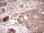 WIBG Antibody in Immunohistochemistry (Paraffin) (IHC (P))