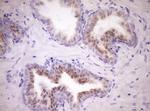 WIBG Antibody in Immunohistochemistry (Paraffin) (IHC (P))