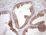 WIBG Antibody in Immunohistochemistry (Paraffin) (IHC (P))