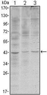 WIF1 Antibody in Western Blot (WB)