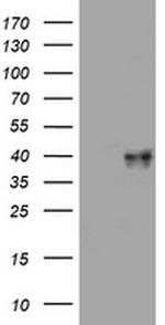 WNT3 Antibody in Western Blot (WB)