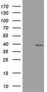 WNT3 Antibody in Western Blot (WB)