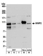 WWP2 Antibody in Western Blot (WB)