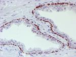 WWTR1 Antibody in Immunohistochemistry (Paraffin) (IHC (P))