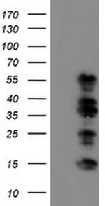 WWTR1 Antibody in Western Blot (WB)