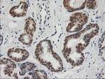 XPF Antibody in Immunohistochemistry (Paraffin) (IHC (P))