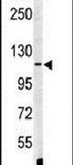 XPOT Antibody in Western Blot (WB)