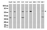 XRCC1 Antibody in Western Blot (WB)