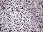 XRCC6BP1 Antibody in Immunohistochemistry (Paraffin) (IHC (P))