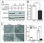 XTP4 Antibody in Western Blot (WB)