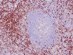 LEF1 Antibody in Immunohistochemistry (Paraffin) (IHC (P))