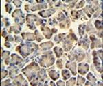 ZACN Antibody in Immunohistochemistry (IHC)