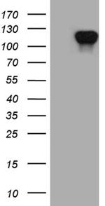 ZBTB17 Antibody in Western Blot (WB)