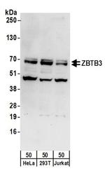 ZBTB3 Antibody in Western Blot (WB)